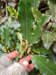 Quintinia serrata