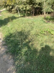 Asparagus acutifolius