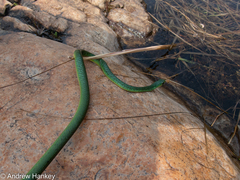 Philothamnus occidentalis