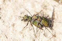 Cicindela