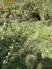 Asparagus acutifolius