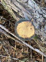 Cerioporus leptocephalus