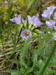 Polemonium pulcherrimum