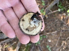 Cerioporus leptocephalus