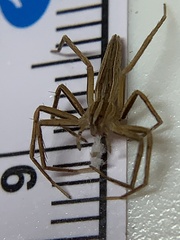 Pisaurina dubia