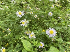 Aster indicus