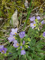 Polemonium pulcherrimum