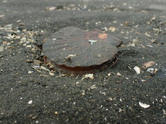 Pecten novaezelandiae