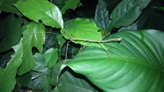 Pseudosermyle procera