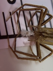 Pisaurina dubia