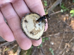 Cerioporus leptocephalus