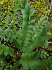Polemonium pulcherrimum