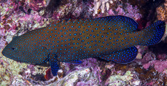 Cephalopholis argus
