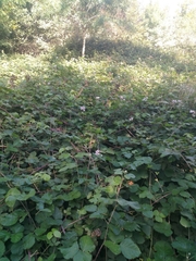 Rubus spectabilis