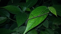 Pseudosermyle procera