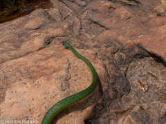 Philothamnus occidentalis