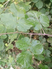Rubus spectabilis
