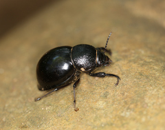 Ocnodes