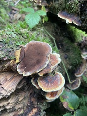 Ischnoderma benzoinum