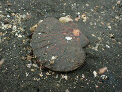 Pecten novaezelandiae