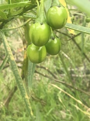 Solanum vescum