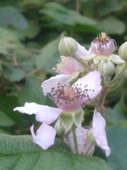 Rubus spectabilis