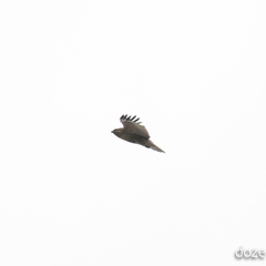 Buteo hemilasius