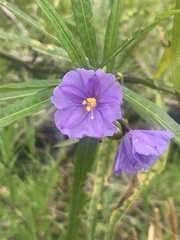 Solanum vescum