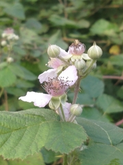 Rubus spectabilis