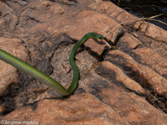 Philothamnus occidentalis