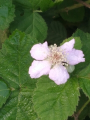 Rubus spectabilis