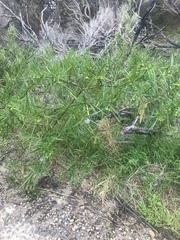 Solanum vescum