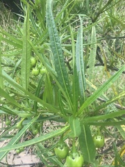 Solanum vescum
