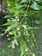 Nyctanthes arbor-tristis