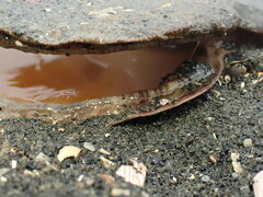 Pecten novaezelandiae