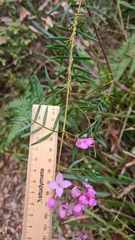 Boronia pinnata