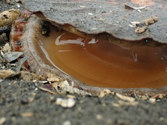 Pecten novaezelandiae