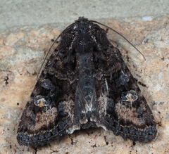 Neumichtis