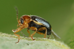 Cryptocephalus pusillus