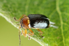 Cryptocephalus pusillus