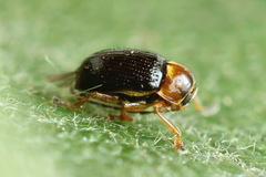 Cryptocephalus pusillus
