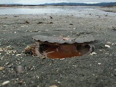 Pecten novaezelandiae