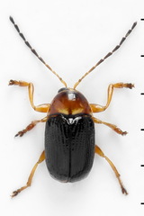 Cryptocephalus pusillus