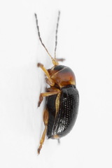 Cryptocephalus pusillus