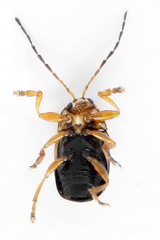 Cryptocephalus pusillus