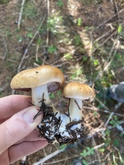 Cortinarius glaucopus
