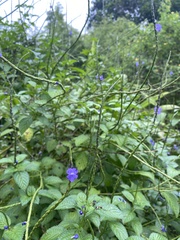 Stachytarpheta jamaicensis