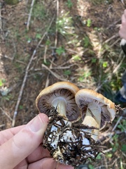 Cortinarius glaucopus