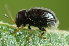 Cryptocephalus