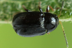 Cryptocephalus